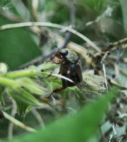 Réf. 308 033 : Hoplia argentea